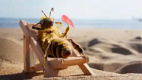 Beach Dose For The Bee