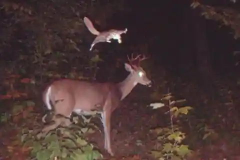 Squirrel Takes A Leap