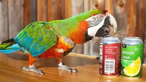 Most Canned Drinks Opened By A Parrot In One Minute