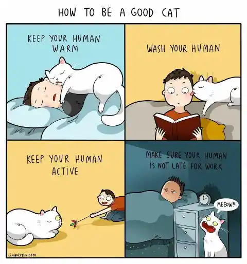 #15 Cats play a huge role in your life