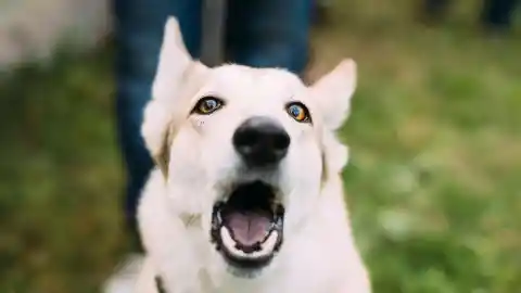 Mom Notices Dog Won’t Leave Trash Bag Alone, Finds Out Neighbor’s Secret