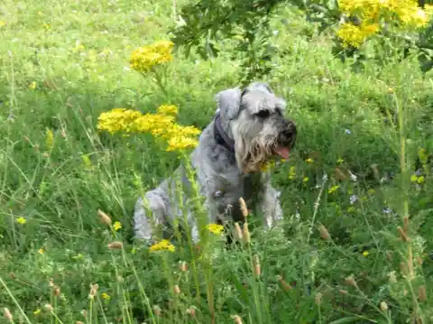 Miniature Schnauzer