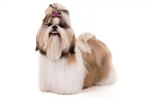 Shih Tzus Are Not Just All About Looks