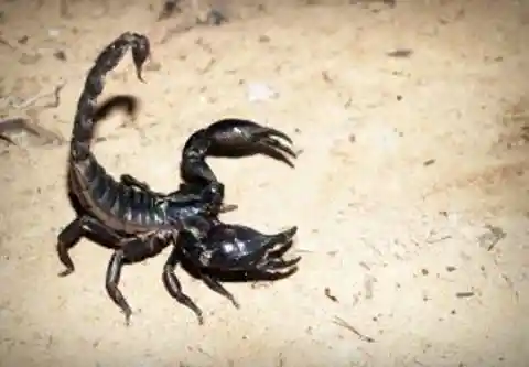 15. Stay away from a scorpion