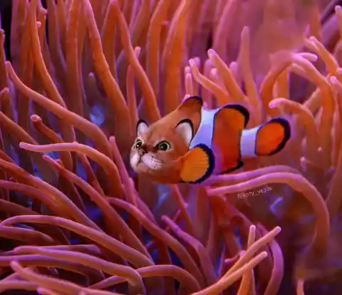 Clownfish Cat