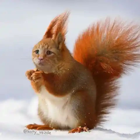 Third Squirrel Cat