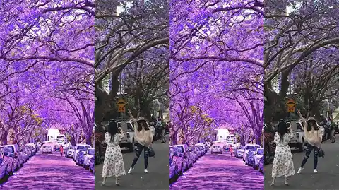 The Unforgettable Purple Streets!