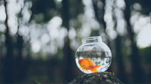 Keeping Goldfish In A Round Glass Bowl: Rome