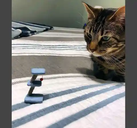 Confused Cat