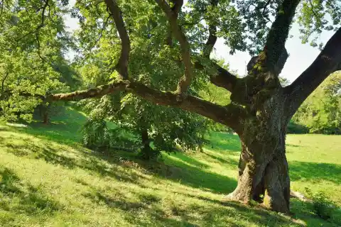 The Tree’s History