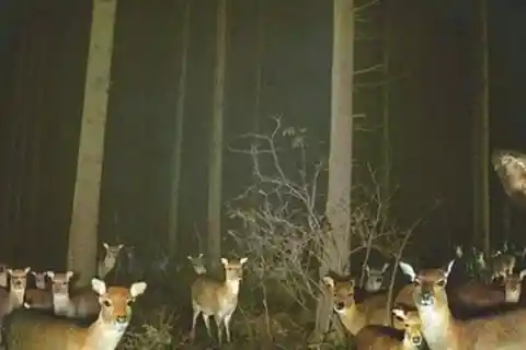 All Eyes On The Trail Cam