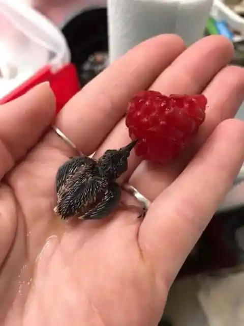 Baby Hummingbird and A Raspberry