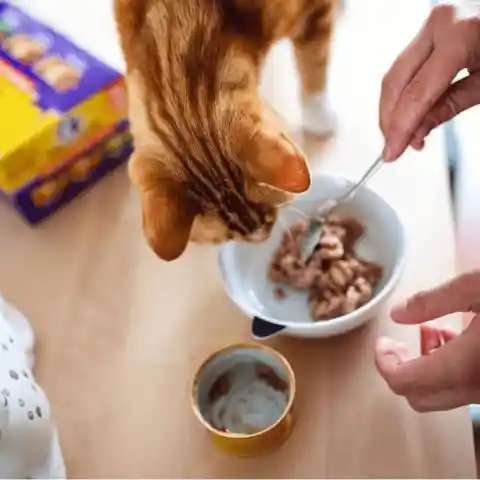 Feed your cat more wet foods