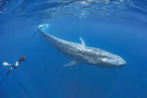 Whale Brings Diver To The Surface