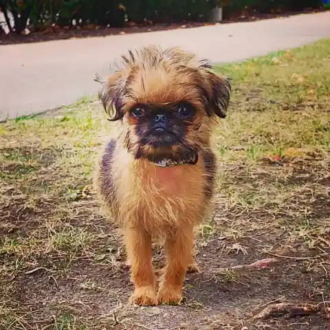 Brussels Griffon