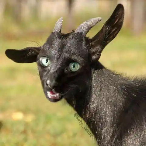 Goat Cat