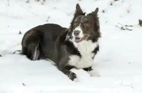 Border Collie