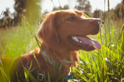 Irish Setter