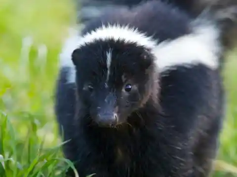 Get Rid Of The Skunk Smell