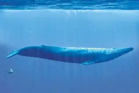 Blue Whale Size Comparison