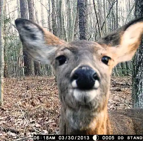 The “Front Camera” Accident