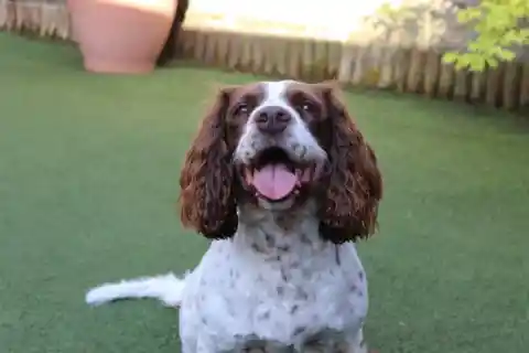 English Springer Spaniel