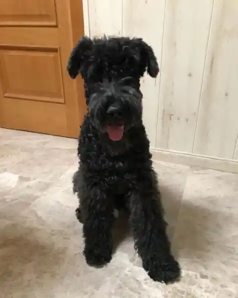 Kerry Blue Terrier