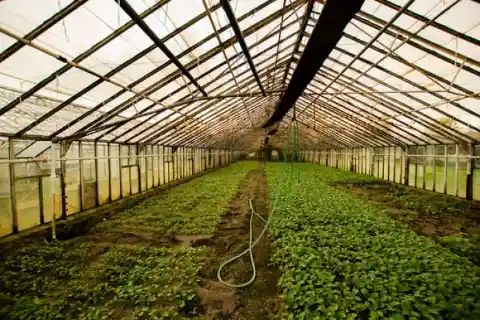 Fertilizer Through A Pipe