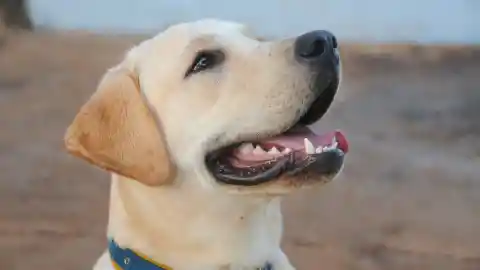 Mom Notices Dog Won’t Leave Trash Bag Alone, Finds Out Neighbor’s Secret