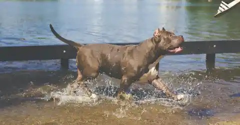 Toddler Goes Missing For 11 Days In The Woods Until Vet Scans Pitbull's Belly