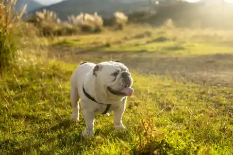 English Bulldog