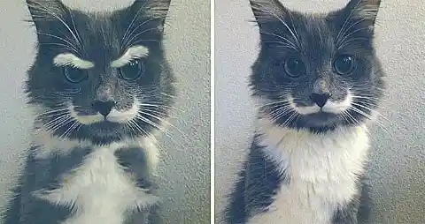 Curly Moustache And Angry Eyebrows