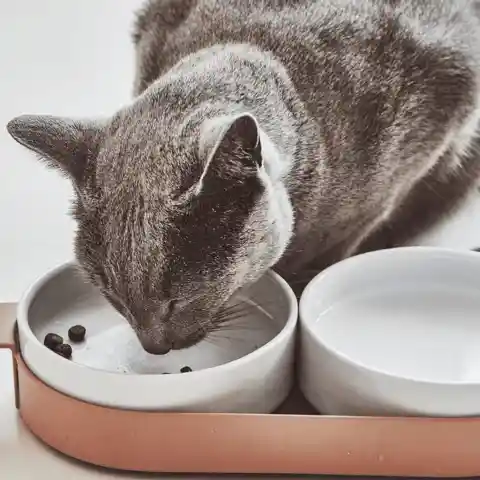 Put food on a plate for cats that eat too fast