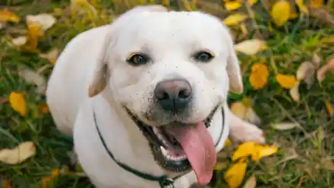 Mom Notices Dog Won’t Leave Trash Bag Alone, Finds Out Neighbor’s Secret