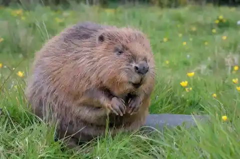 Beavers Act Selflessly&nbsp;