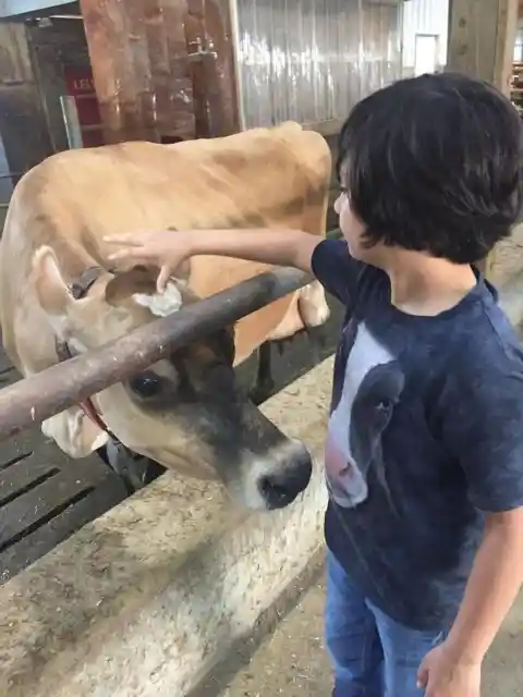 An adorable “moooo” moment