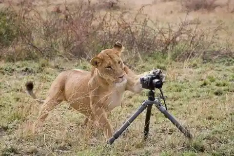 Hunting Down Cameras