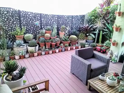 The succulent heaven