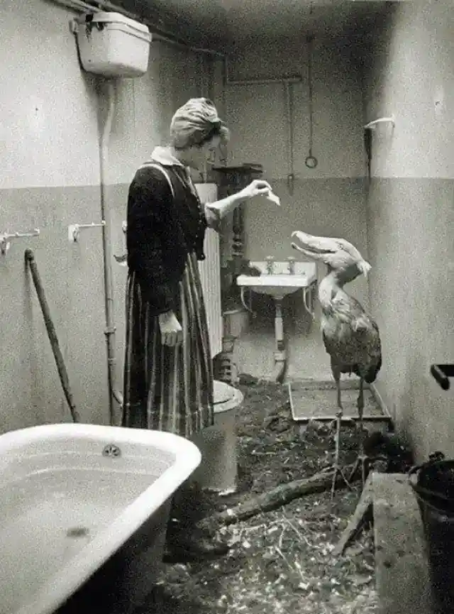 Animals Seek Shelter, 1945