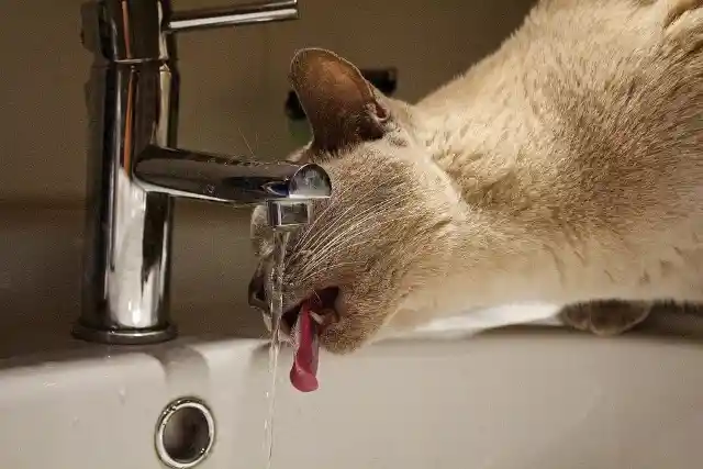 41. Drinking directly from the faucet
