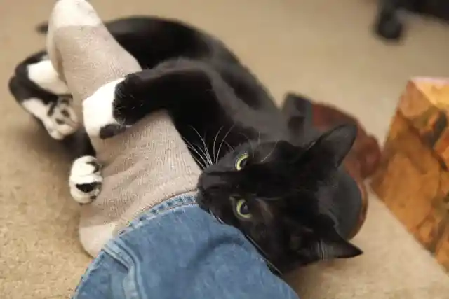 17. Why do cats always lick our feet?