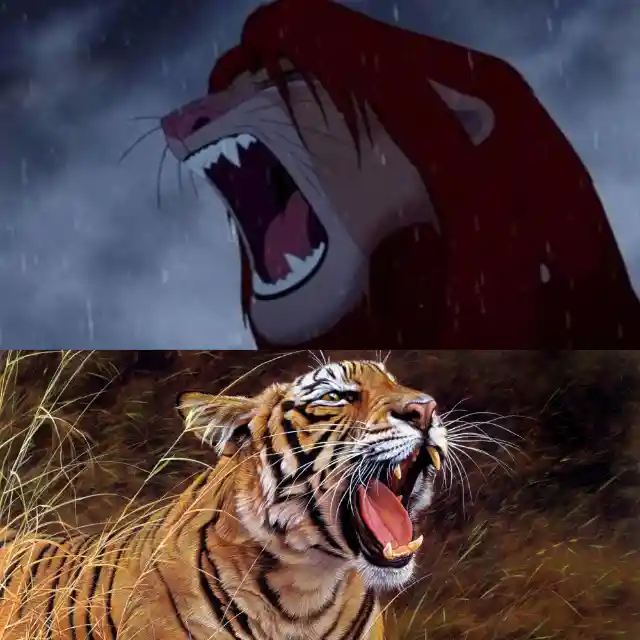Did Simba roar like a tiger?