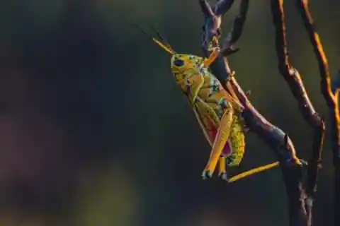 35.&nbsp;The Sneaky Grasshopper Surprise!