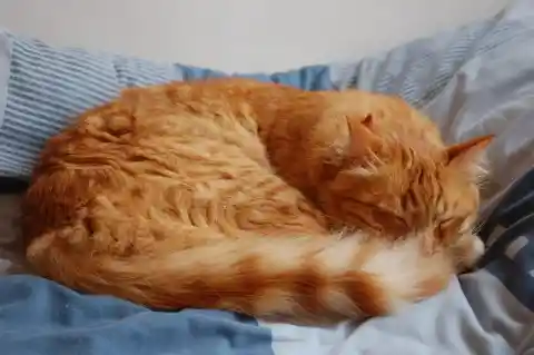 38. Curling into a ball while sleeping