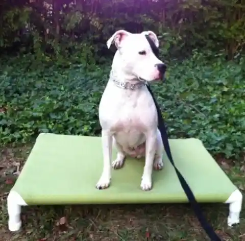 A PVC Pipe Bed For Dog